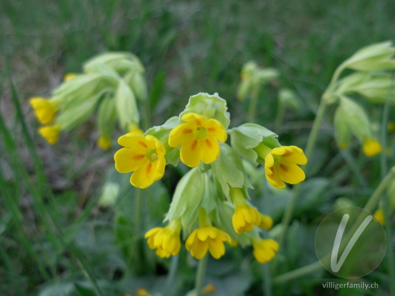 Gewöhnliche Frühlings-Schlüsselblume: Übersicht
